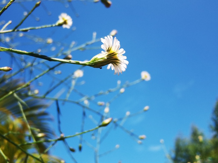 仰拍蓝色天空蒲公英花朵