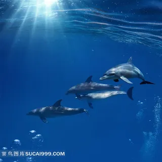 海面下结伴而行的海豚近景摄影高清图片