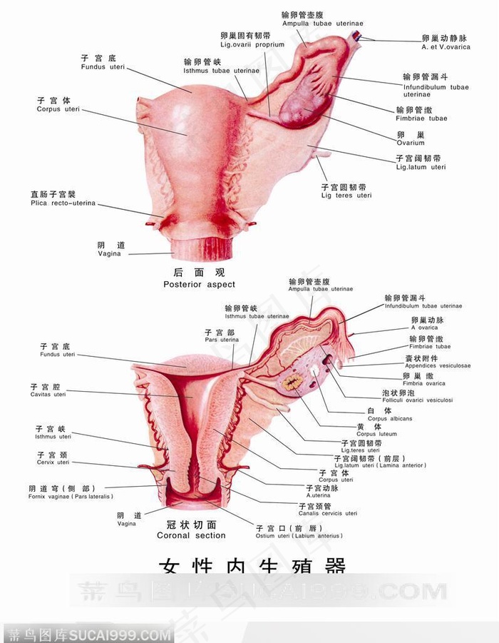 人体解剖图和器官--女性内生殖器