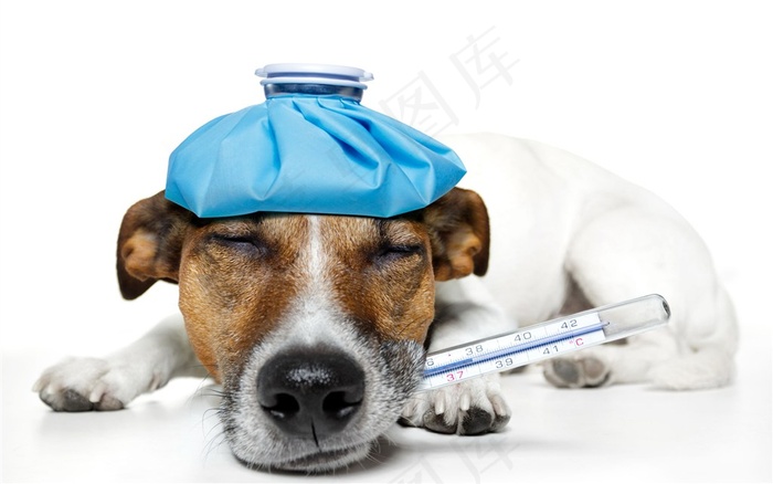 可爱搞怪狗狗杰克拉西尔梗犬摄影图片