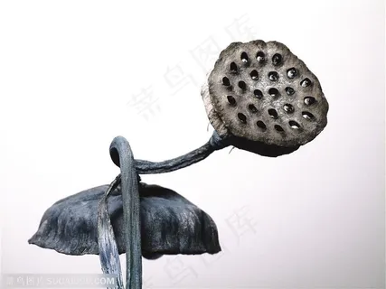 荷花物语-干枯的漂亮莲蓬