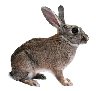 兔子动物家禽