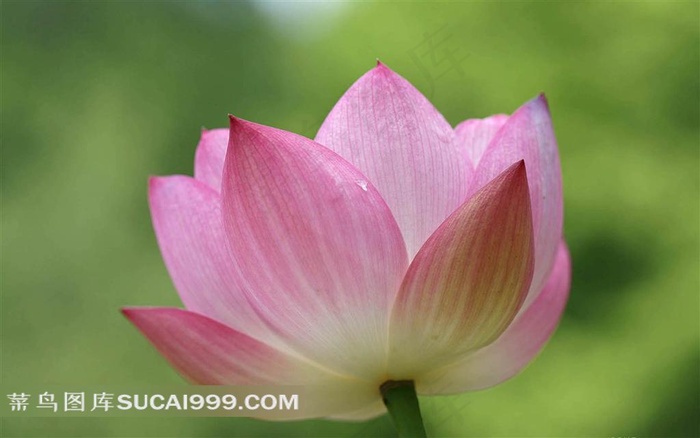 娇艳的荷花特写