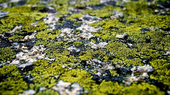 绿苔湿地 绿苔湿地