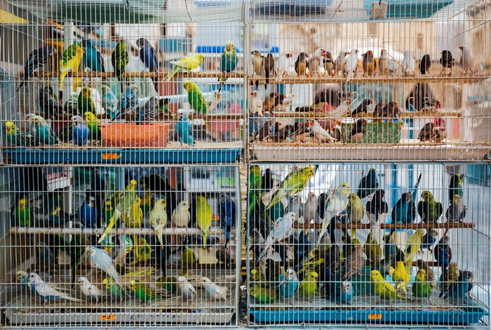 各种各样的鸟图片