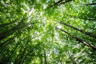 绿色森林树木鸟瞰图片