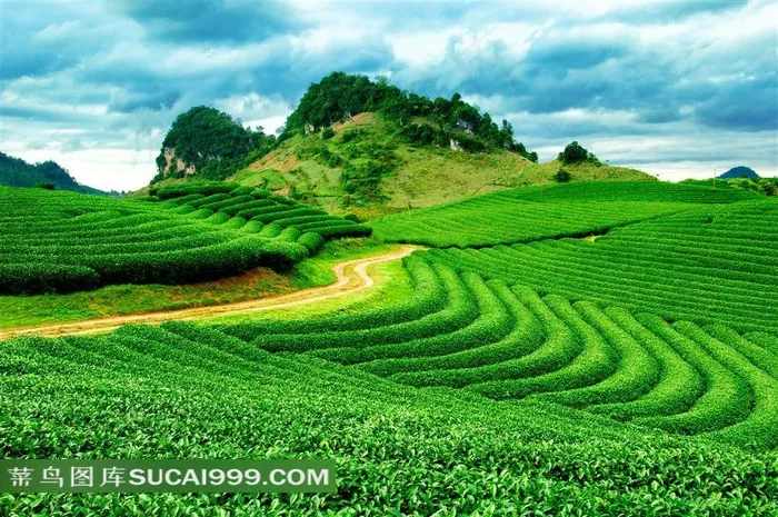 葱绿色的茶园与小路等摄影高清图片