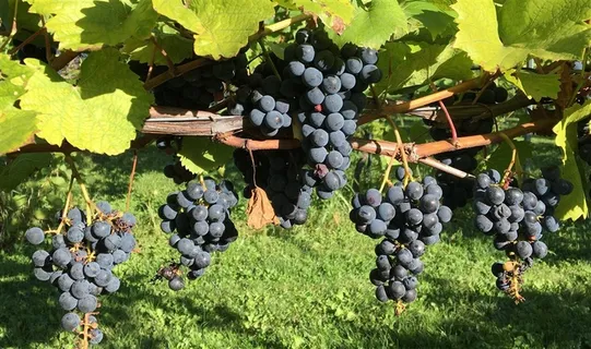 果园里的有机葡萄