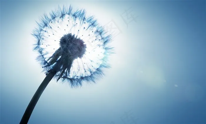 蓝天下的蒲公英