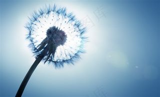 蓝天下的蒲公英