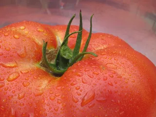 番茄近景特写图片