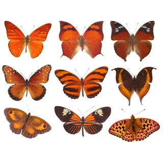 免抠各种蝴蝶实物图片