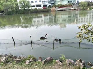 两只可爱的黑天鹅