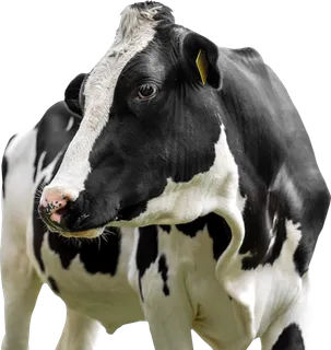黑白奶牛动物养殖现代农业