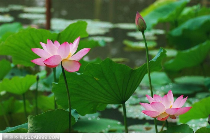 荷花