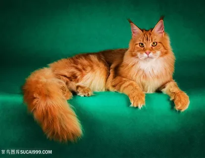 可爱小猫动物写真高清图片猫咪图片