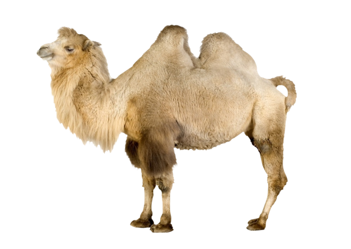 高清高原骆驼免扣透明素材