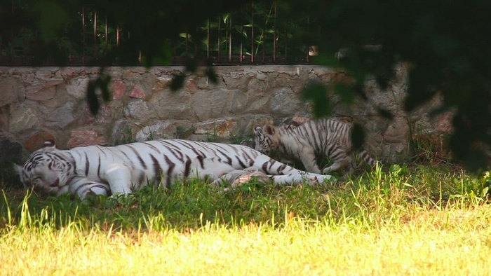 白虎和她的幼崽躺在草地上