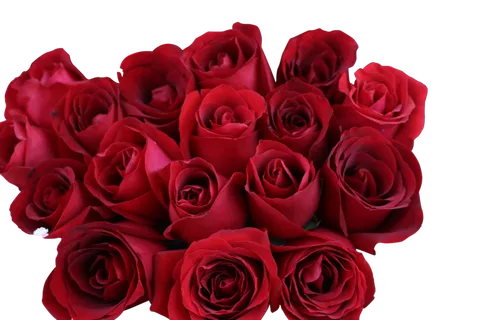 鲜花玫瑰免扣素材