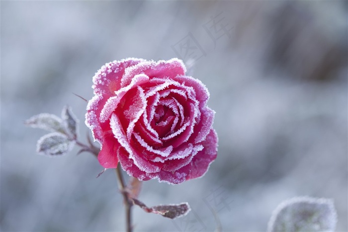 雪里的玫瑰特写