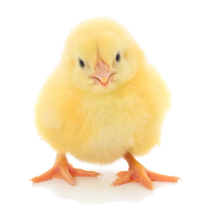 鹌鹑蛋 (超市商品白底图免抠实物摄影png格式图片透明底056