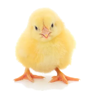 鹌鹑蛋 (超市商品白底图免抠实物摄影png格式图片透明底056