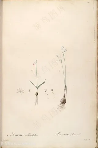 原版雷杜德高清花草图谱素材