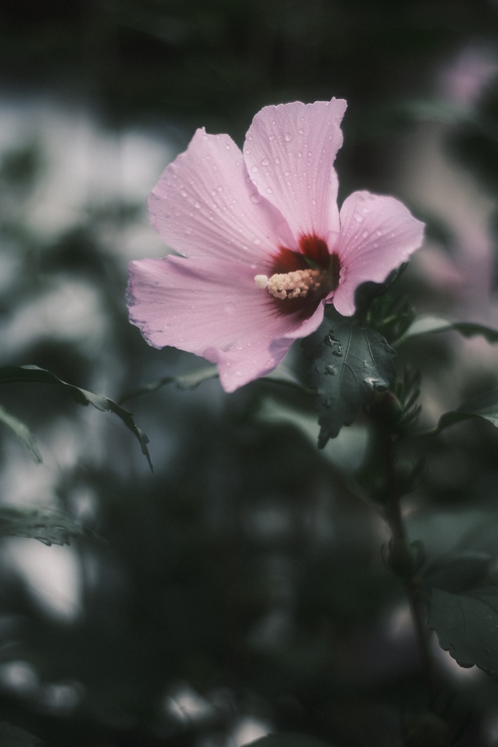 鲜花木槿花