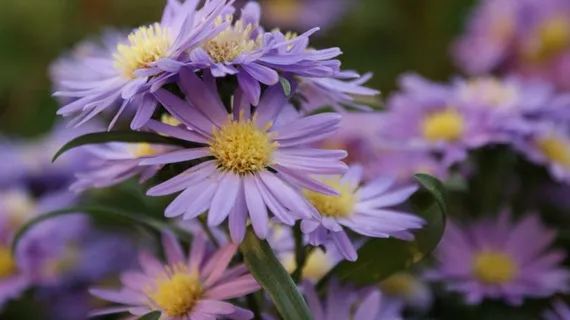 翠菊紫色花朵图片 翠菊紫色花朵图片