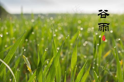 小清新谷雨图片 小清新谷雨图片