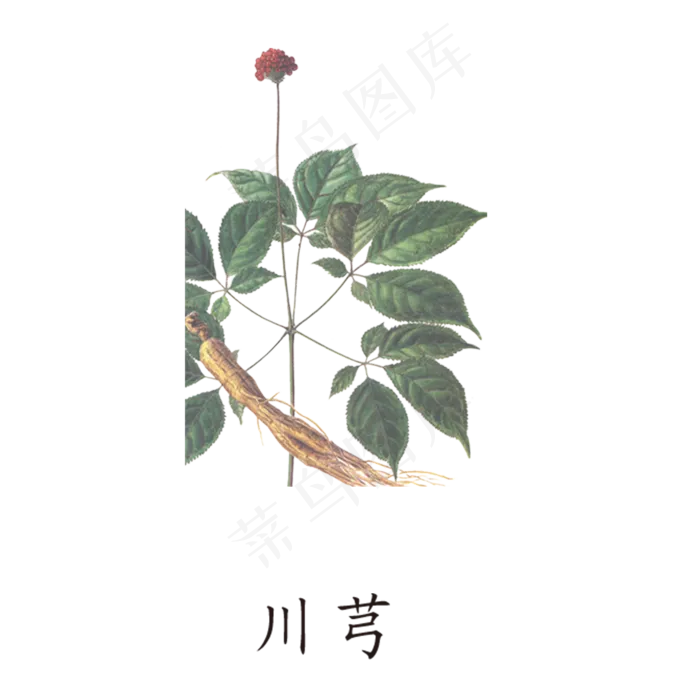 手绘草本中药药材川芎