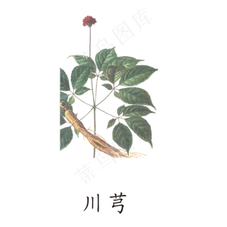 手绘草本中药药材川芎