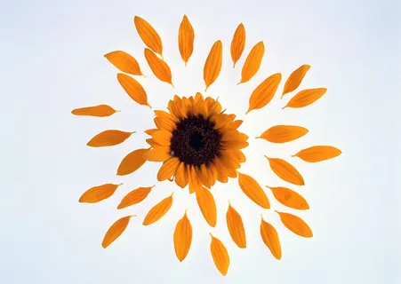 花团锦簇黄花瓣 花团锦簇黄花瓣