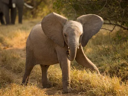 唯美野生动物泰国小象图片 唯美野生动物泰国小象图片