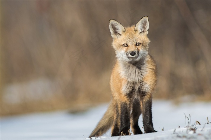 唯美野生动物黑毛腿狐狸图片
