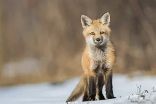 唯美野生动物黑毛腿狐狸图片