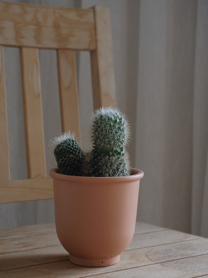 绿色仙人掌仙人球摄影素材