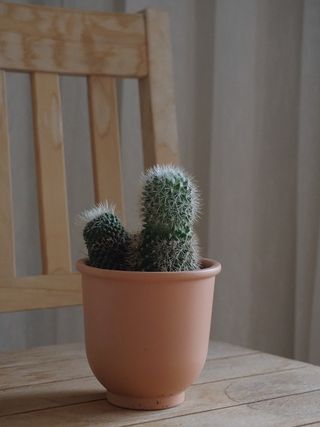 绿色仙人掌仙人球摄影素材