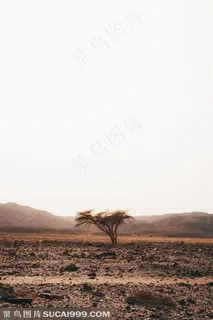 荒漠戈壁一颗植物生长