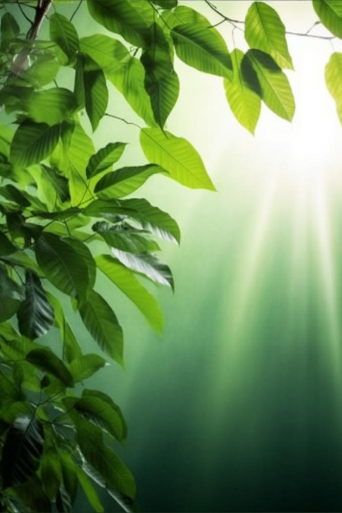 阳光从树叶洒下来光影光圈摄影背景