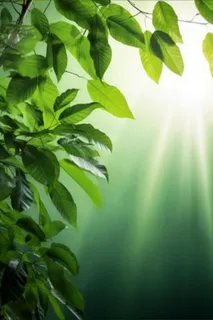 阳光从树叶洒下来光影光圈摄影背景
