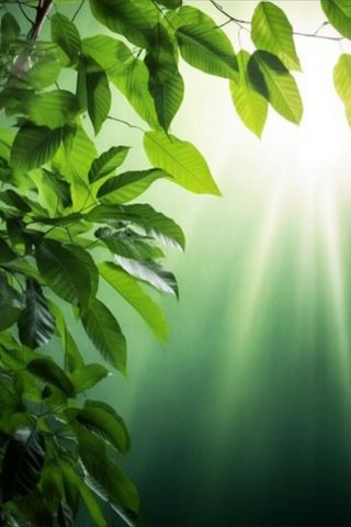 阳光从树叶洒下来光影光圈摄影背景