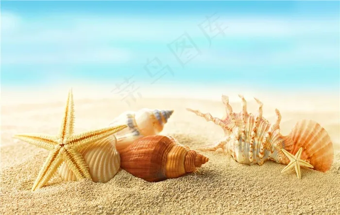 沙滩海螺贝壳海景风景图片