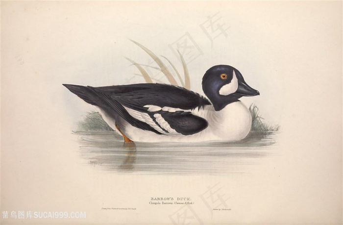 欧洲鸟类高清手绘横版装饰画