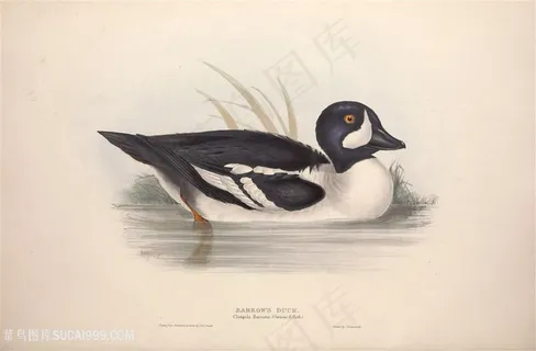 欧洲鸟类高清手绘横版装饰画 欧洲鸟类高清手绘横版装饰画