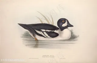 欧洲鸟类高清手绘横版装饰画