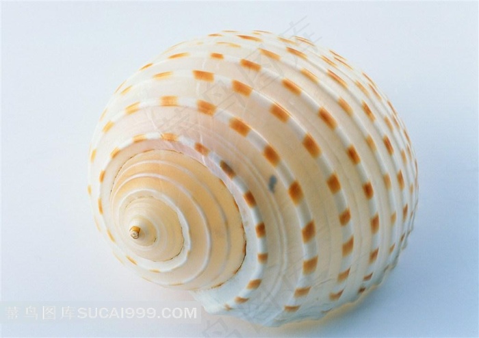 海洋贝壳海螺高清特写图片