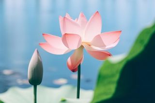 清新粉色荷花荷叶图