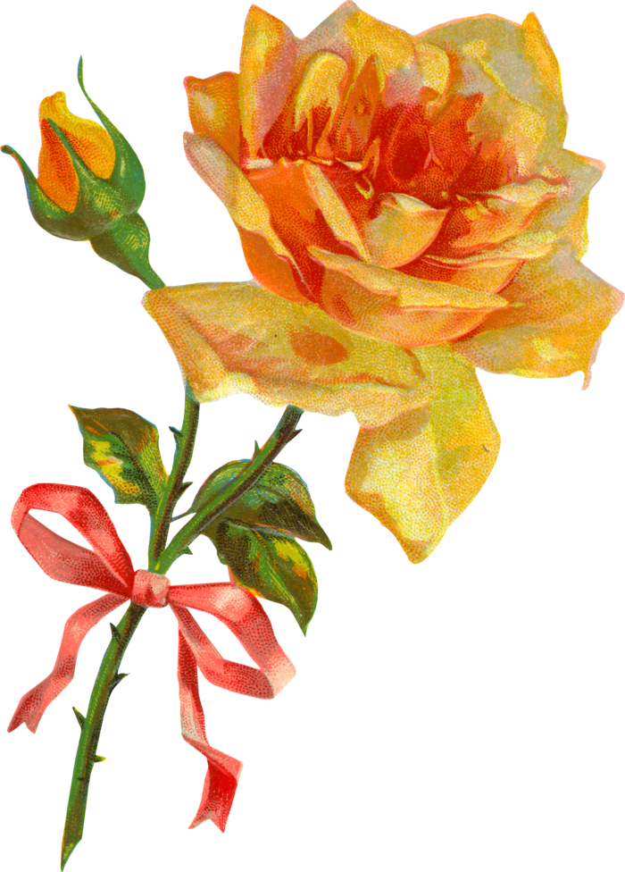 古典花卉png免扣素材