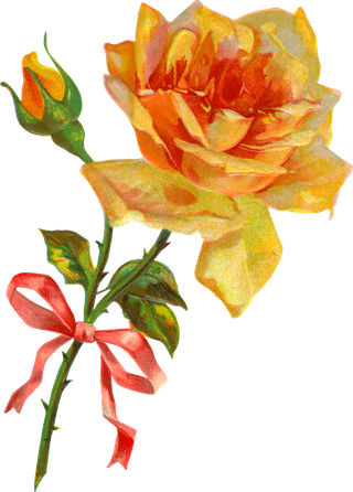 古典花卉png免扣素材